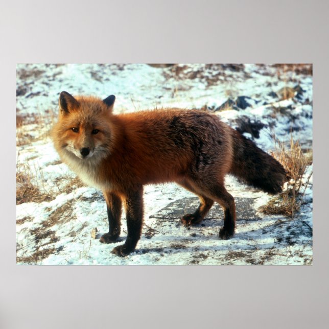 Póster Vulpes_vulpes_Red Fox (Frente)