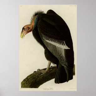 Póster Vultura californiana de aves auduónicas de Estados