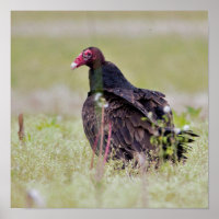 Vultura de Turquía