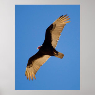 Póster Vultura de Turquía