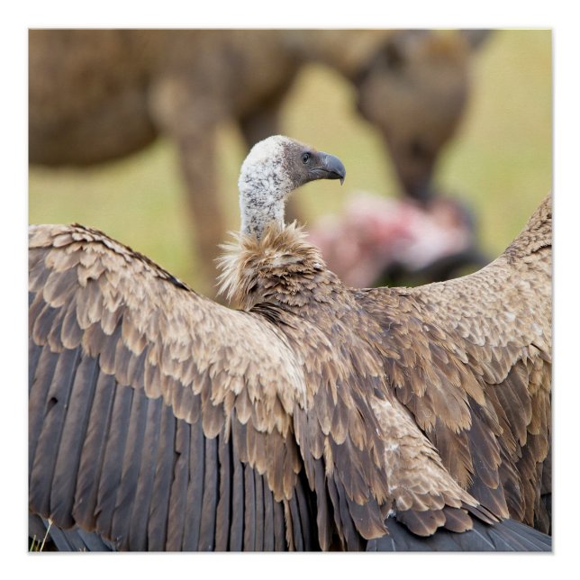 Póster Vultura e hiena (Anverso)