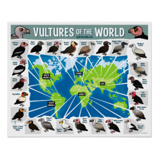 Póster Vulturas del Mapa Mundial