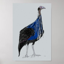 Vulturine Guineafowl