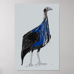 Póster Vulturine Guineafowl