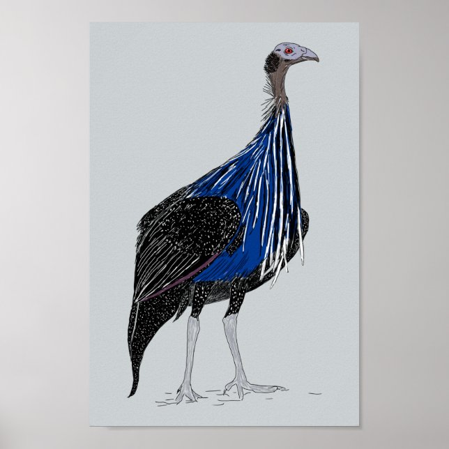 Póster Vulturine Guineafowl (Frente)