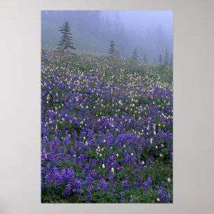 Póster WA, Monte Rainier NP, Lupine y Bistort meadow