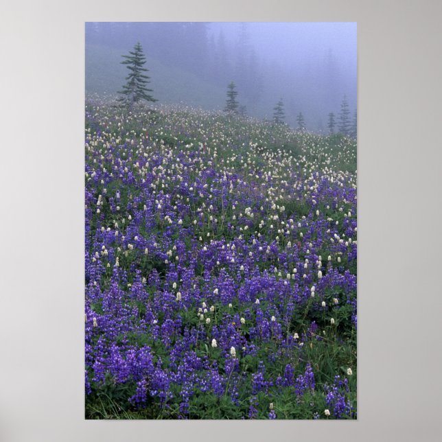 Póster WA, Monte Rainier NP, Lupine y Bistort meadow (Frente)