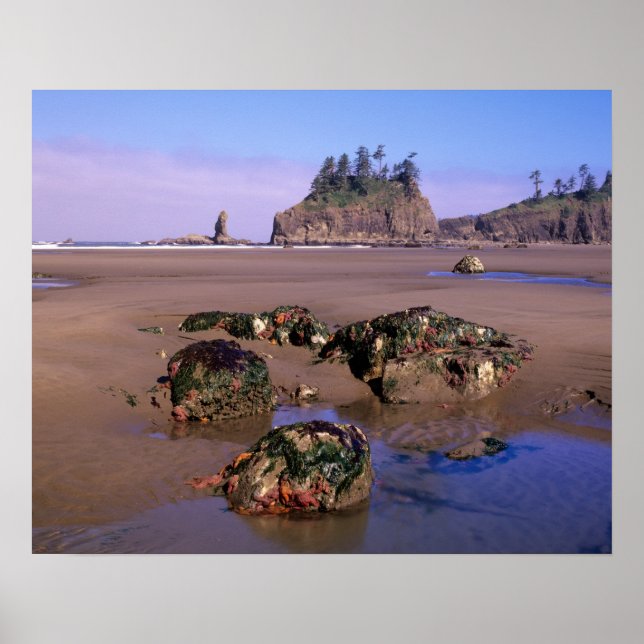 Póster WA, Olympic NP, Second Beach con piscinas de agua  (Frente)