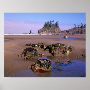 Póster WA, Olympic NP, Second Beach con piscinas de marea