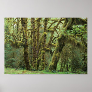 Póster WA, Parque Nacional Olímpico, Bosque Lluvioso Hoh,