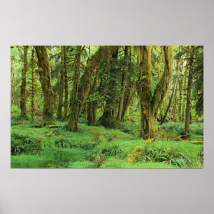 Póster WA, Parque Nacional Olympic, Bosque Lluvioso Quina
