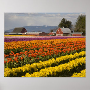 Póster WA, Skagit Valley, Tulipanes en flor, en