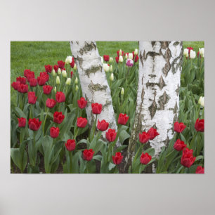 Póster WA, Valle de Skagit, Jardín de Tulipanes Roozengaa