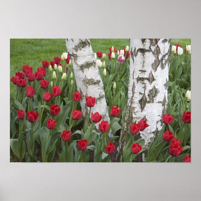 Póster WA, Valle de Skagit, Jardín de Tulipanes Roozengaa (Frente)