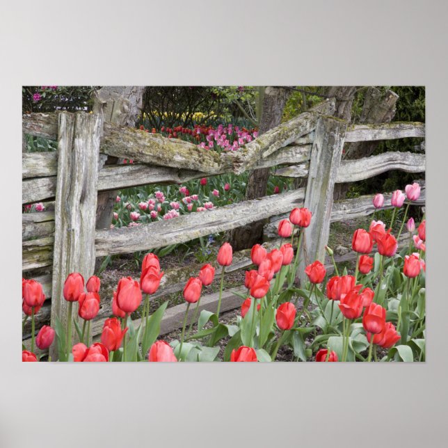 Póster WA, Valle de Skagit, Jardín de tulipanes Roozengaa (Frente)