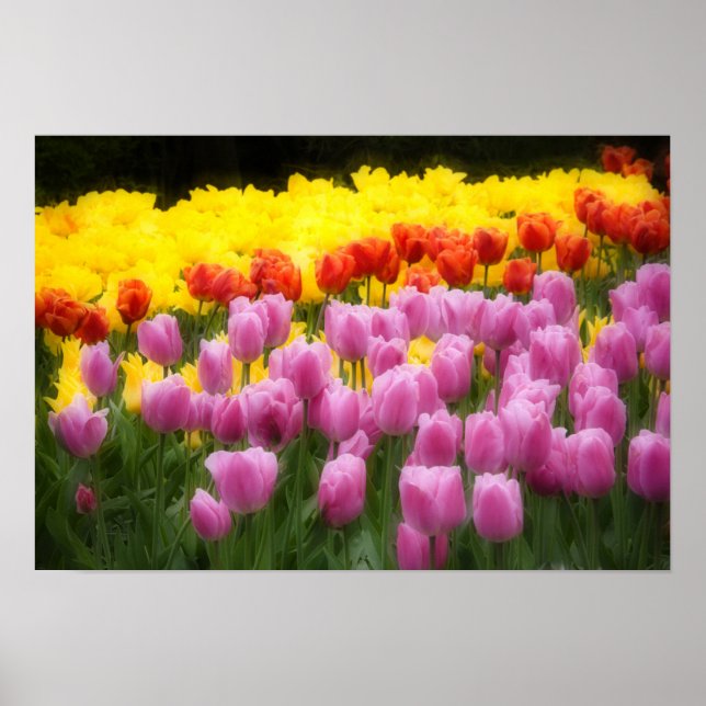 Póster WA, Valle de Skagit, Jardín de Tulipanes Roozengaa (Frente)