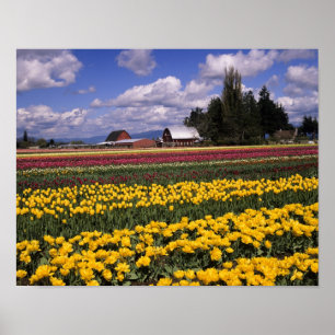 Póster WA, Valle de Skagit, Tulipán del Valle de Skagit