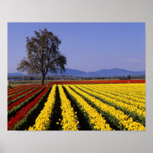 Póster WA, Valle de Skagit, Tulipán del Valle de Skagit 2