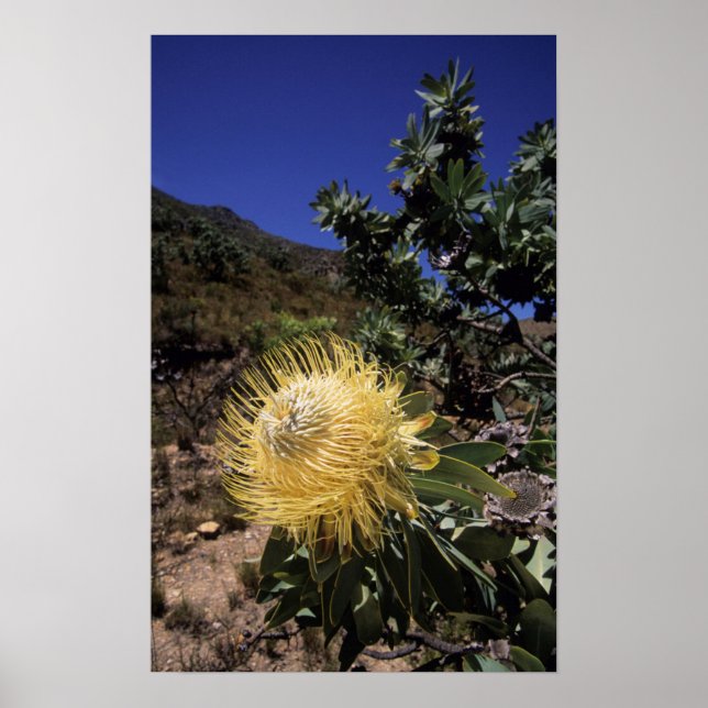 Póster Waboom Protea (Protea Nitidia), Langeberg (Frente)