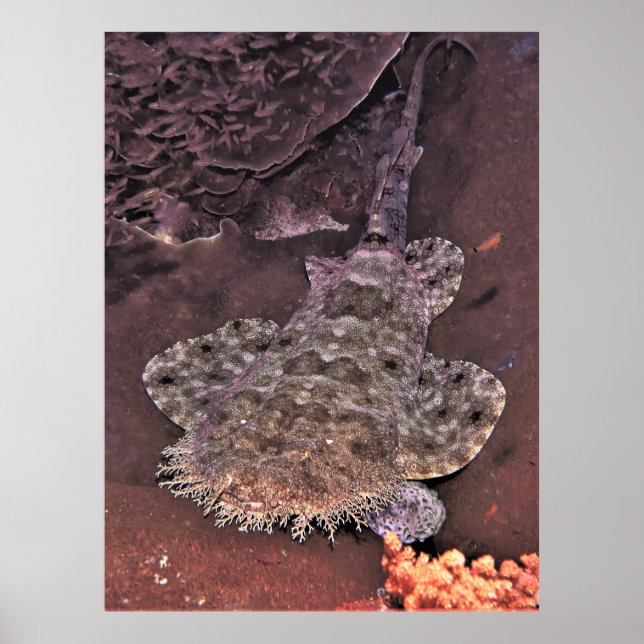 Póster Wacky Weird Wobbegong (Frente)