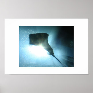Póster Waikiki Stingray