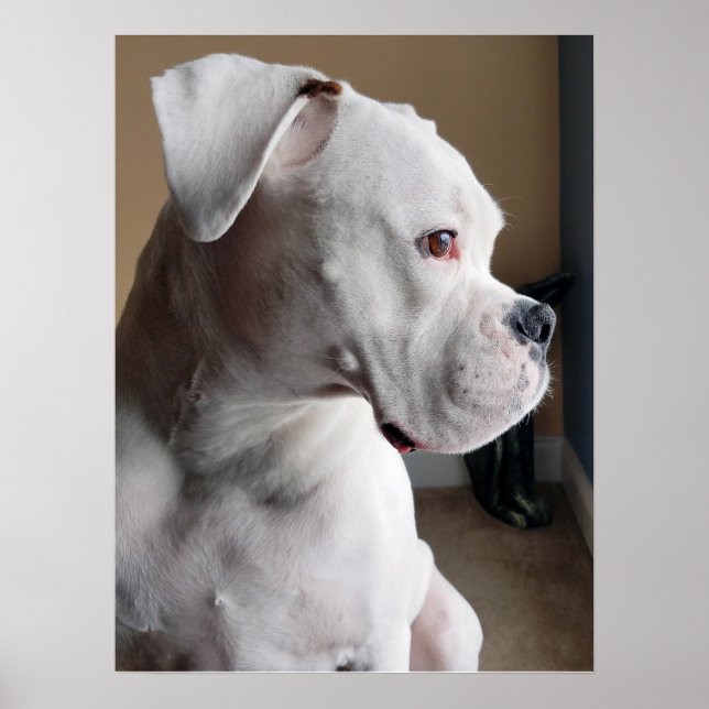 Póster Waiting: The White Boxer (Frente)