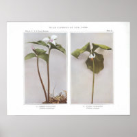 Wake-Robin pintado - Trillium undulatum