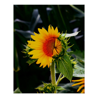 Póster Waking Sunflower