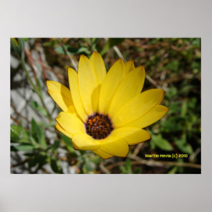 Póster Waking Yellow Daisy
