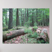Walden Forest