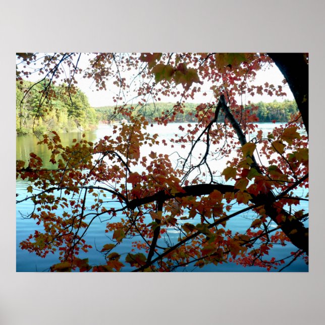 Póster Walden Pond a través de hojas de otoño (Frente)