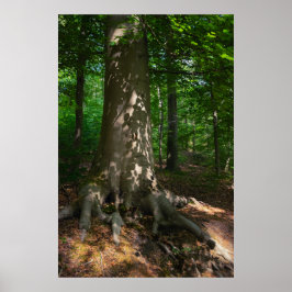 Póster Waldimpression