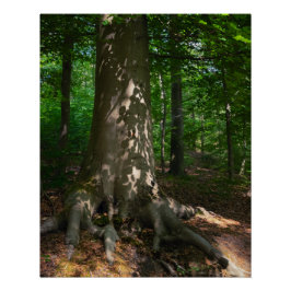 Póster Waldimpression