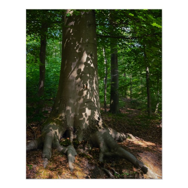 Póster Waldimpression (Anverso)