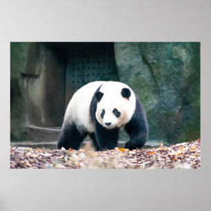 PÓSTER WALKING PANDA FRONT OF CONCRETE BUILDING
