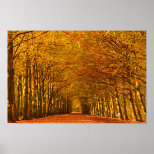 Póster Walking path through the forest in autumn poster
