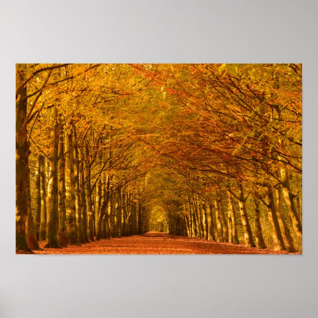 Póster Walking path through the forest in autumn poster (Frente)