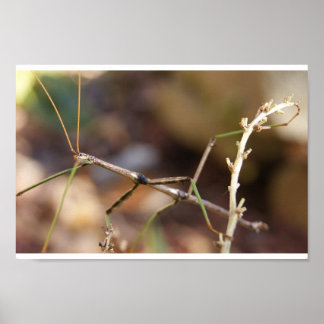 Póster Walking Stick Bug