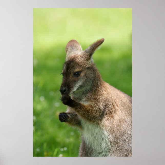 Póster Wallaby de Bennett (Frente)