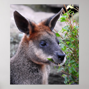 Póster Wallaby del pantano