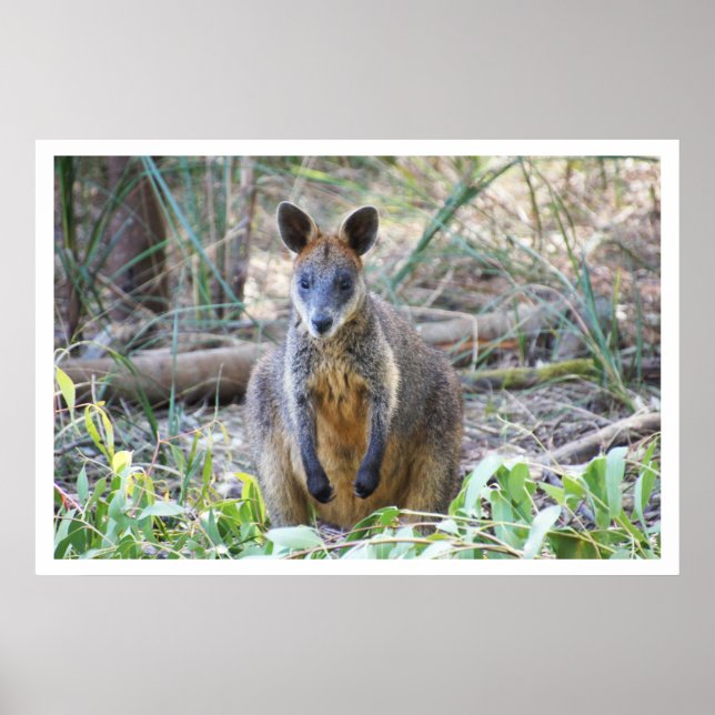Póster Wallaby en los bosques (Frente)