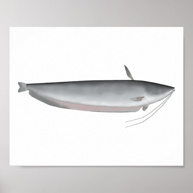 Póster Wallago (Frente)