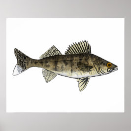 Póster Walleye