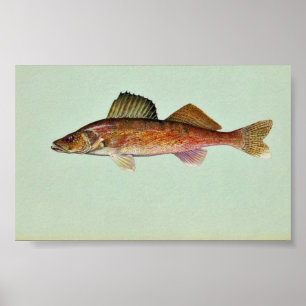 Póster Walleye