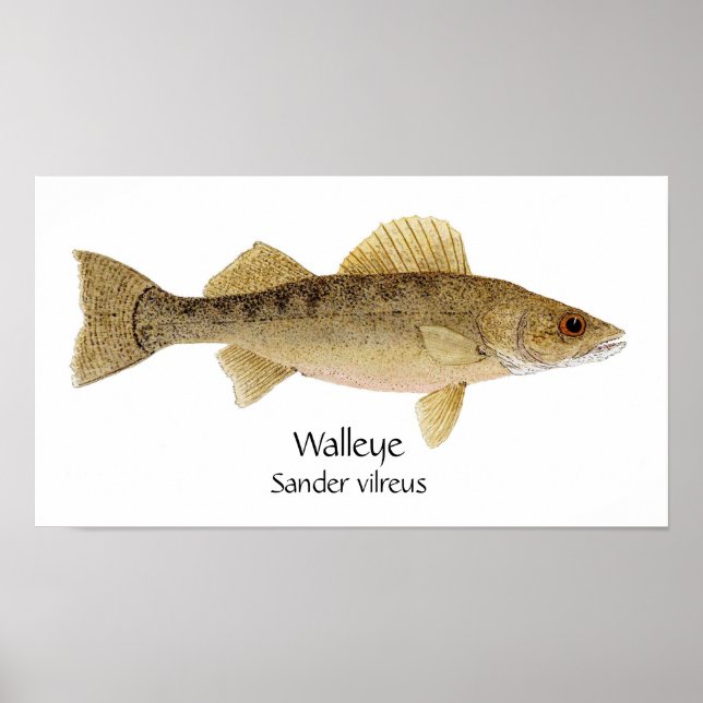 Póster Walleye Art (Frente)