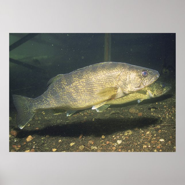 Póster Walleye en Tank Print (Frente)