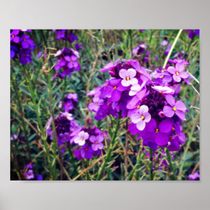 Póster Wallflower Bowles Mauve #1 Poster