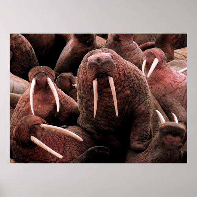 Póster Walrus (Frente)