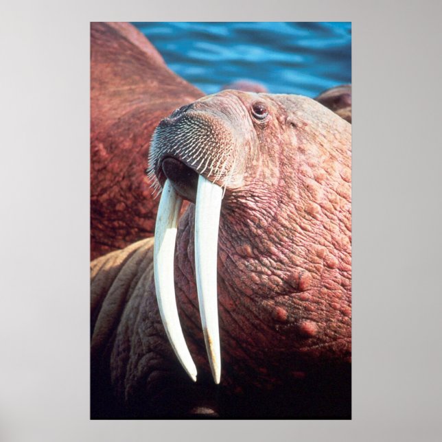 Póster Walrus (Frente)