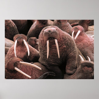 Póster Walrus